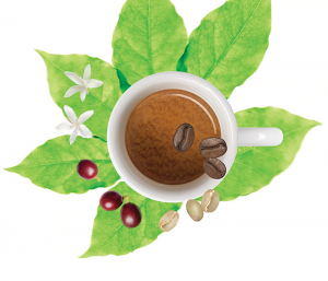 illy cafe sostenible